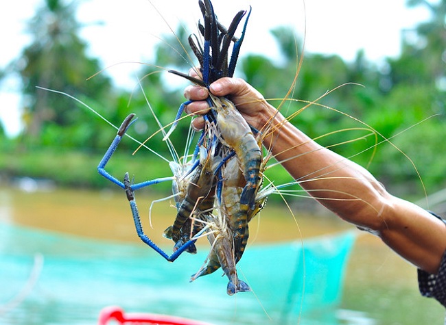 Hiệu quả đầu tư của dự án